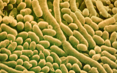 Колония бактерий