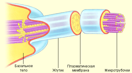 паразиты питающиеся кровью человека паразиты питающиеся кровью человека