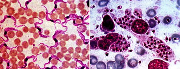 Жгутиковые