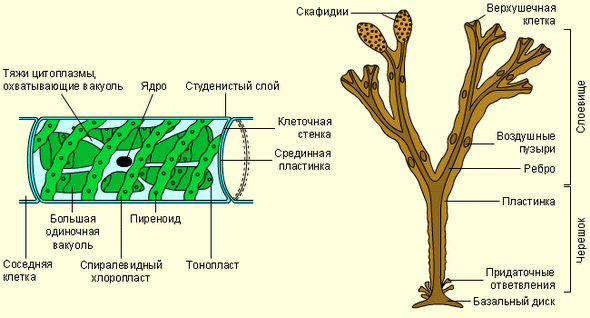 Строение многоклеточных водорослей. Слева клетка нитчатой спирогиры, справа – фукус пузырчатый