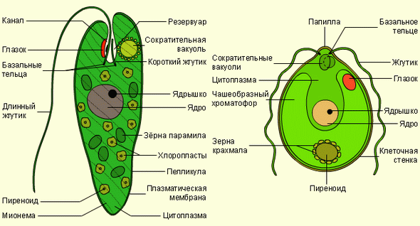 Строение одноклеточных водорослей. Слева эвглена зелёная, справа – хламидомонада