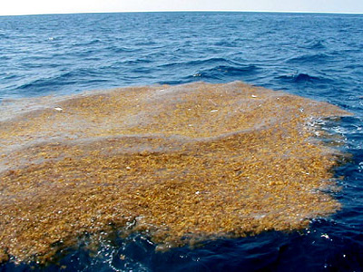Своеобразный «остров» из бурых водорослей в Саргассовом море