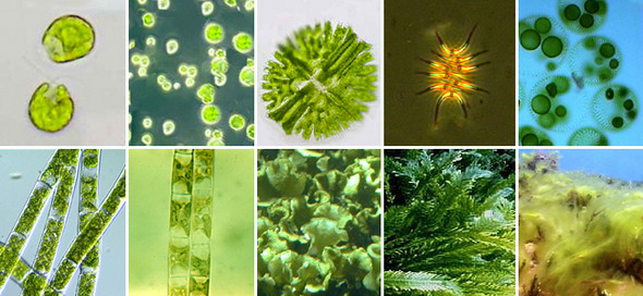 Зелёные водоросли. Верхний ряд, слева направо: хламидомонада, хлорелла, микрастериас, сценедесмус двуформенный, вольвокс. Нижний ряд, слева направо: спирогира, улотрикс, ульва, каулерпа, кладофора