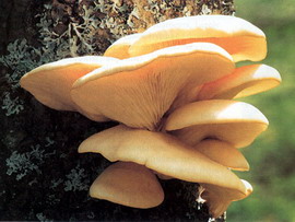 Pleurotus ostreatus – хищный гриб. Небольшие почвенные черви нематоды прилипают к специальным выростам на грибнице таких грибов; гриб прорастает в тело червя и питается им