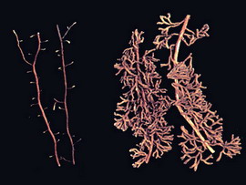 Эктотрофная микориза на примере сосны. Справа грибокорень, сформированный Pisolithus. Слева – корень сосны, не участвующий в симбиозе