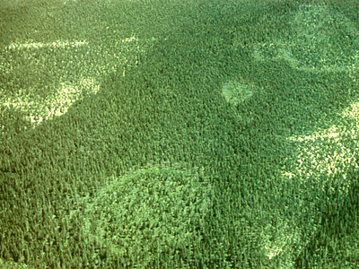 Армиллярия, паразитирующая на деревьях, – самый большой организм на Земле. На этой фотографии, сделанной с высоты птичьего полета над лесами американского штата Монтана, площадь каждого из участков, поражённых её грибницей, приближается к десяти гектарам