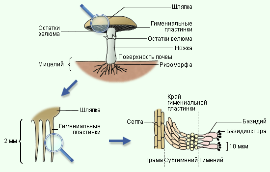 Размножение макромицетов