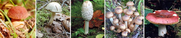 Съедобные грибы. Слева направо: белый гриб, болотный подосиновик, белый навозник, осенний опенок, сыроежка