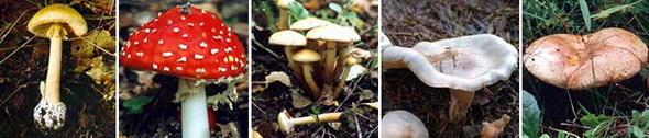 Ядовитые грибы. Слева направо: бледная поганка, красный мухомор, серо-жёлтый ложный опёнок, восковатая говорушка, тонкая свинушка