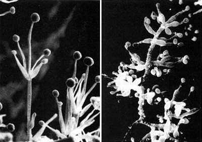 Несовершенные грибы. Слева Verticillium alboatrum, справа Tolypocladium inflatum