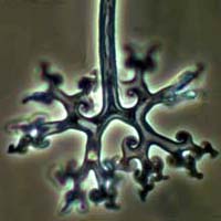 Возбудитель мучнистой росы (Microsphaera) при большом увеличении