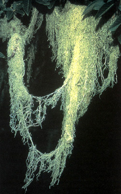Кустистый лишайник «борода» (Ramalina menziesii) растёт на деревьях