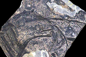 Отпечаток ископаемого папоротника – кладоксилии