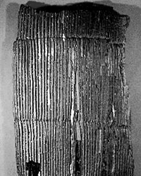 Фрагмент ствола ископаемого каламита