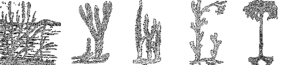 Древние плауновидные. Слева направо: зостерофиллофит, дрепанофикус, протолепидодендрон, астероксилон, лепидодендрон