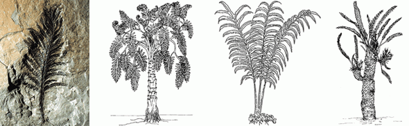 Вымершие голосеменные. Слева направо: отпечаток археоптериса (прогимносперм), медуллоза, полиподиум (семенной папоротник), вильямсония (беннеттит)