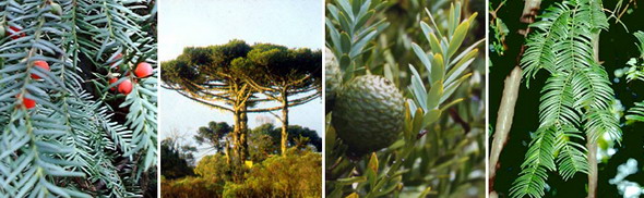 Слева направо: тиссовые (тисс ягодный), араукариевые (араукария узколистная, агатис), головчатотиссовые (тиссовник Форчуна)