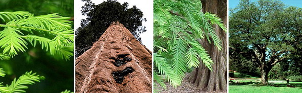Слева направо: таксодиевые (болотный кипарис, секвойядендрон (мамонтово дерево), метасеквойя глиптостробусовая), ногоплодниковые (подокарпус крупнолистный)