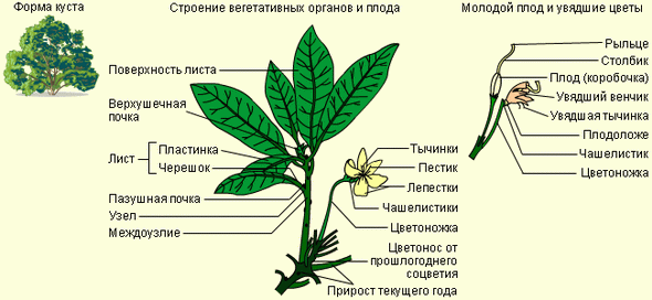 Двудольные растения: строение рододендрона
