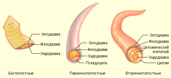 Полости тела