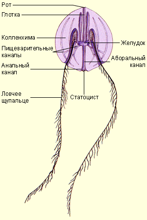 Строение гребневика