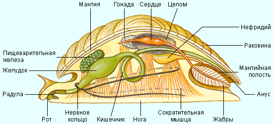 Внутреннее строение типичного моллюска