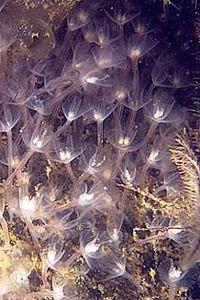Phoronis hippocrepia