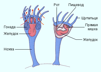 Строение камптозоев