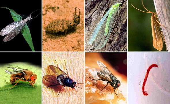 Насекомые. Верхний ряд, слева направо: вислокрылые (болотная хохлатка), сетчатокрылые (личинка муравьиного льва, украшенная златоглазка), ручейники (гесперофилакс). Нижний ряд – двукрылые, слева направо: муха-дрозофила, муха-цеце, комнатная муха, личинка комара-дергуна (мотыль)
