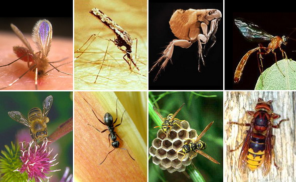 Насекомые. Верхний ряд, слева направо: двукрылые (москит, малярийный комар), блохи (человеческая блоха), перепончатокрылые (наездник). Нижний ряд – перепончатокрылые, слева направо: пчела медоносная, чёрный садовый муравей, оса-полист, шершень