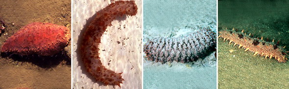 Голотурии. Слева направо: северо-атлантический морской огурец, калифорнийский парастихопус, ананасовый морской огурец, дальневосточный трепанг