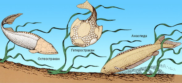Вымершие щитковые рыбы