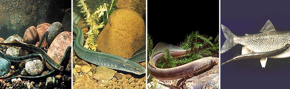 Миноги. Слева направо: европейская речная минога, австралийская минога, европейская ручьевая минога, крупная морская минога (паразитирует на рыбе)