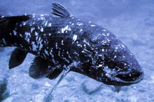 Латимерия – единственный современный представитель кистепёрых рыб