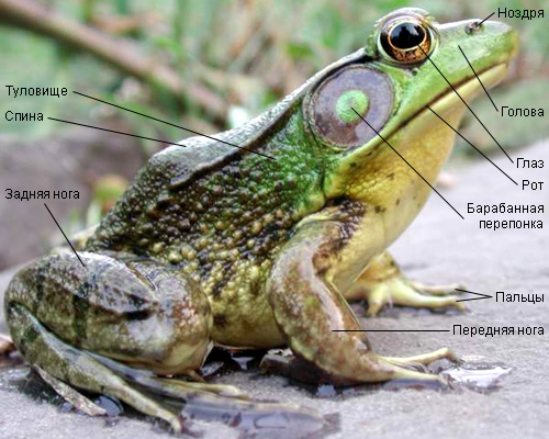 Внешнее строение лягушки