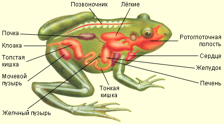 Внутреннее строение лягушки