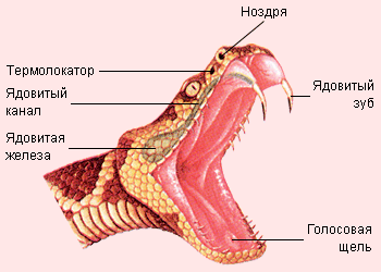 Зубы ядовитой змеи
