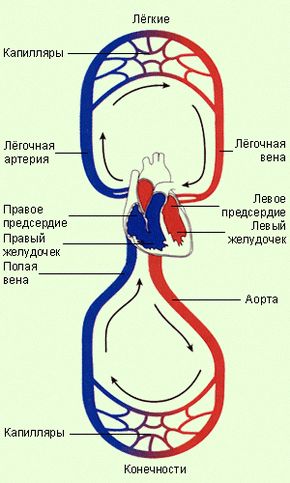 Сосуды и вены это одно и тоже или нет