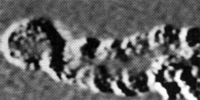 Первая фотография ДНК