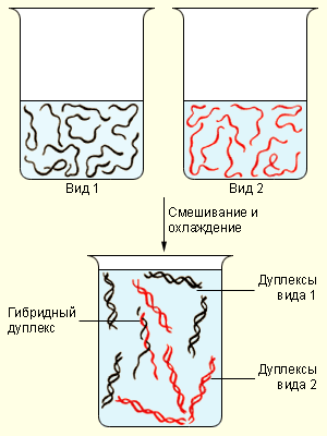 Гибридизация ДНК