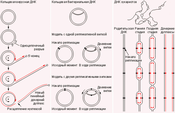 Репликация ДНК прокариот и эукариот