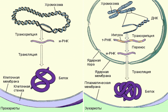 Синтез белка у прокариот и эукариот