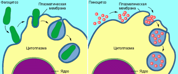 Эндоцитоз