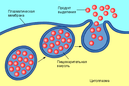 Экзоцитоз