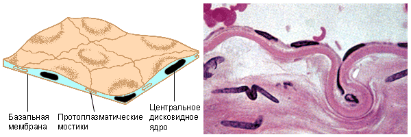 Плоский эпителий