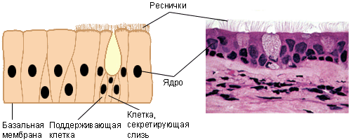 Псевдомногослойный эпителий