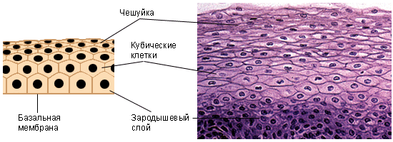 Многослойный эпителий