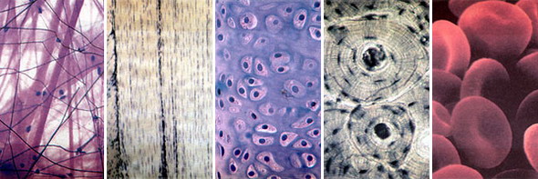 Соединительные ткани. Слева направо: рыхлая соединительная ткань, плотная соединительная ткань, хрящ, кость, кровь