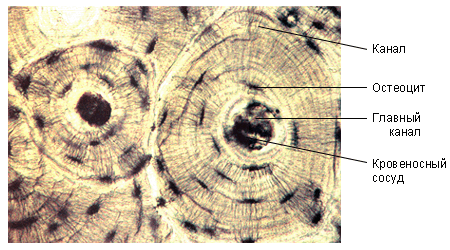 Поперечный разрез плотной костной ткани