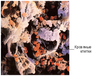 Кровяные клетки в костном мозге. Электронная микрофотография